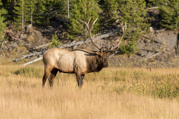 Fototapeta na wymiar Bull Elk in the Rut