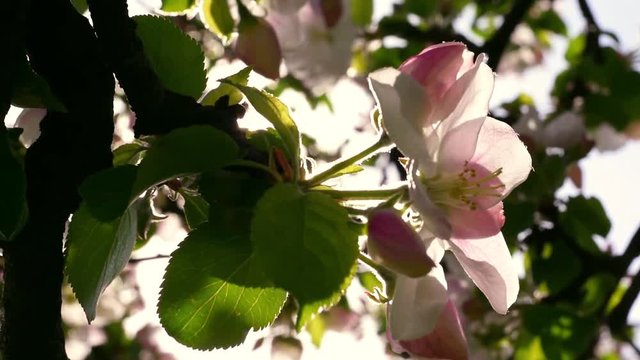 Vivid panoramic scene with blooming pink apple flowers closeup and sun sparkles in slow motion. Dazzling natural sunny texture in springtime. Shallow dof. Full HD footage 1920x1080.
