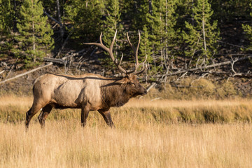 Fototapeta premium Bull Elk in rut