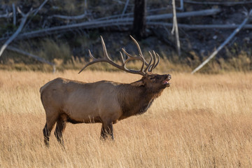 Bull Elk Bugling