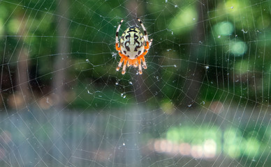 marbled orb weaver spider and web