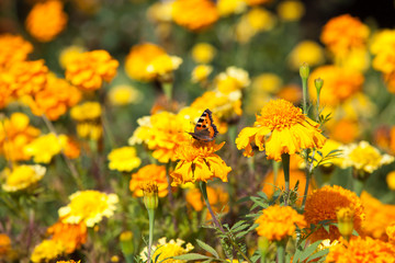 Autumn background: monarch butterfly on yellow and orange flowers in the garden 