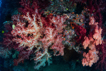 Fototapeta na wymiar Soft Corals Carpeting Coral Reef