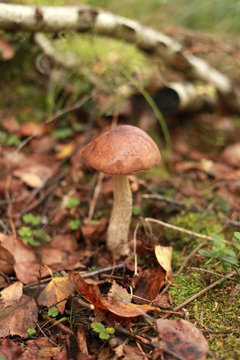 boletus growing in the forest