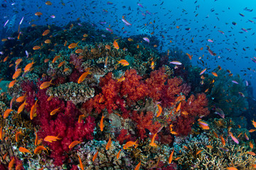 Fototapeta na wymiar Colorful and Healthy Coral Reef