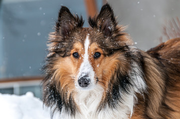 shetland sheepdog closeup in snow