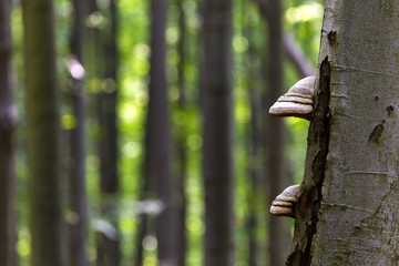 Bracket fungus on beech tree bark. Old mushrooms in forest