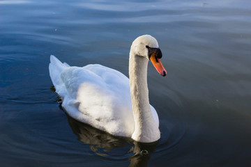 One white swan on blue water bacground