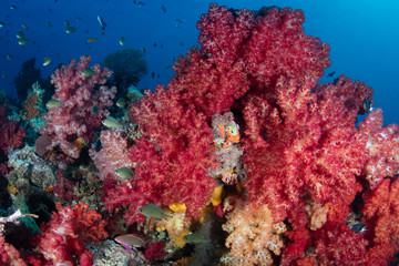 Fototapeta na wymiar Beautiful Soft Corals on Reef