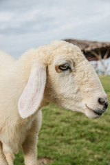 Sheep Portrait, close up face sheep in rural livestock farm