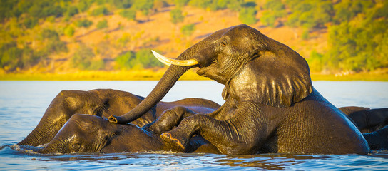 Elephant Herd Crossing Chobe River
