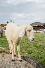 Sheep Portrait, close up face sheep in rural livestock farm