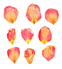 dry delicate  petals of pressed red and yellow rose
