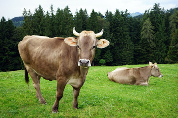 Two cows on the pasture