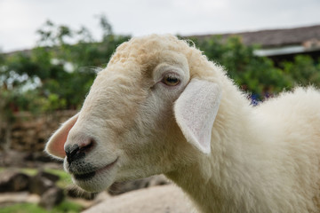 Naklejka na ściany i meble Sheep Portrait, close up face sheep in rural livestock farm