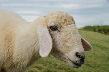 Sheep Portrait, close up face sheep in rural livestock farm