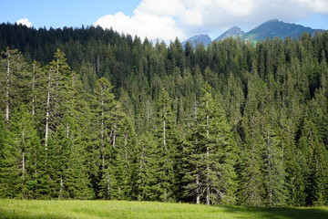 Fototapeta na wymiar Green forest in Switzerland