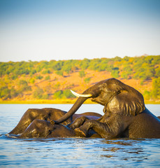 Fototapeta premium Elephant Herd Crossing Chobe River