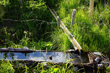 Wooden tubes and spring water