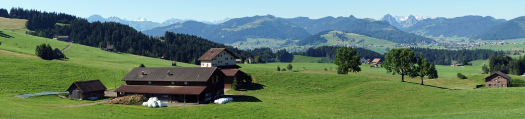 Green grass on the pasture