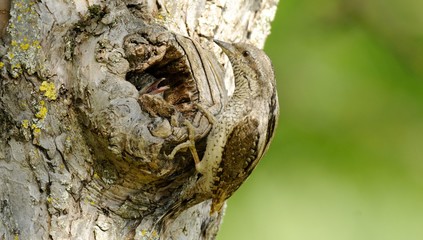 wryneck