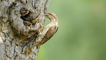 wryneck