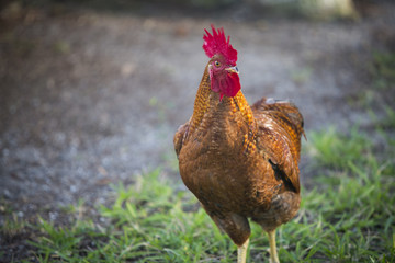 Rooster profile standing looking with one eye
