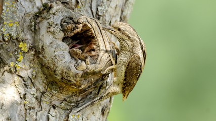 wryneck