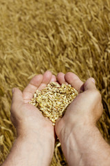 A gift from the earth