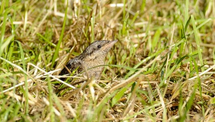 wryneck