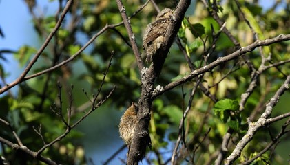 wryneck