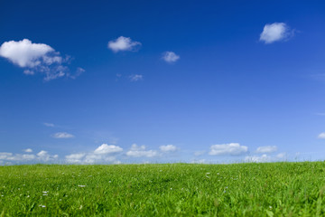 Meadow Background