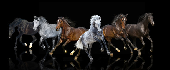 Panele Szklane  izolat sześciu galopujących koni do przodu na czarnym tle