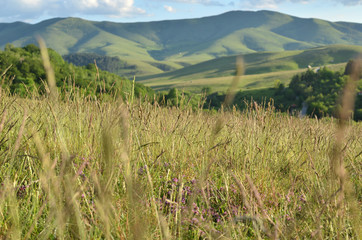 Landscape of Zlatibor Mountain viewed partly through spring grass