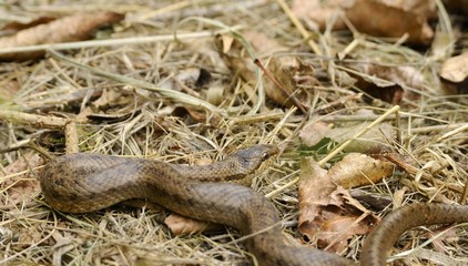 Fototapeta premium smooth snake