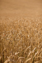 Wheat Field