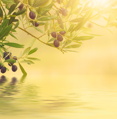 Floral natural sunny organic food background with olive tree branches, green leaves anf fruits, can...