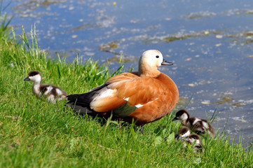 Ruddy shelduck Tadorna ferruginea with ducklings