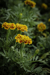 Flowers in the design of natural dark tones.