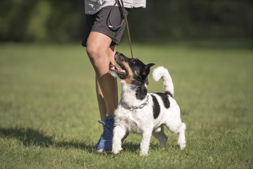 perfect footwork  with a small dog - jack russell terrier - obrazy, fototapety, plakaty