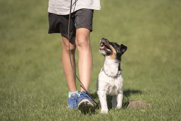 perfect footwork  with a small dog - jack russell terrier - obrazy, fototapety, plakaty