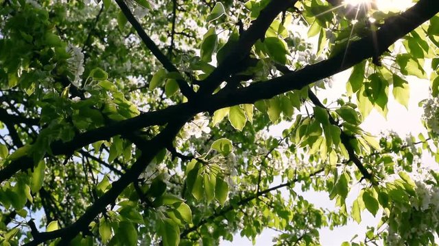 Attractive slow motion diagonal panoramic scene of sun sparkles and lens flare through blooming pear tree with cinematic fantasy light. Intriguing natural sunny texture. Shallow dof.