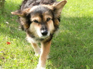 Hund