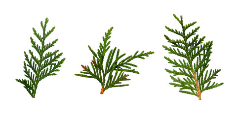 Set of thuja twigs