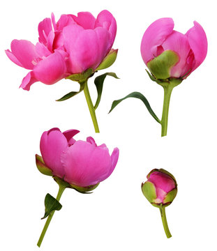 Fototapeta Set of pink peony flowers and buds