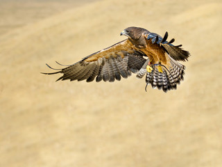 hawk going in for the kill