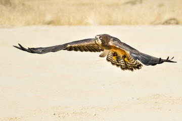 bid flying low to the ground