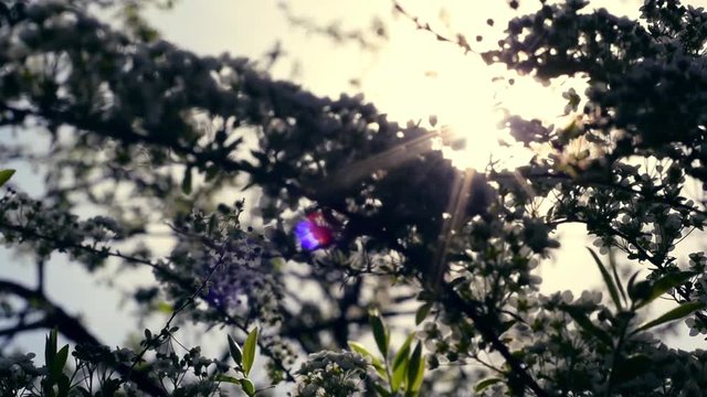 Stunning dusk slow motion panoramic scene with blinking sun stars and colorful lens flare through blooming Spiraea bush (meadowsweet). Breathtaking cinematic natural closeup texture. Shallow dof.
