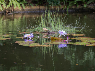 Water Lilies