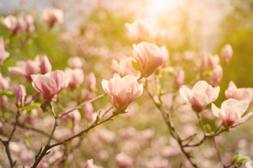 Blossoming of magnolia flowers in spring time, sunny vintage floral background